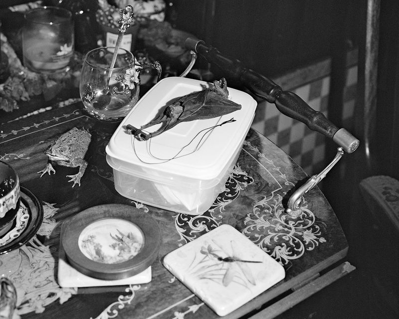 © Alice Poyzer - Bat on Tupperware, 2024