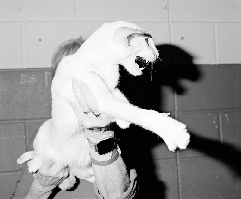 © Alice Poyzer - Untitled, 2024