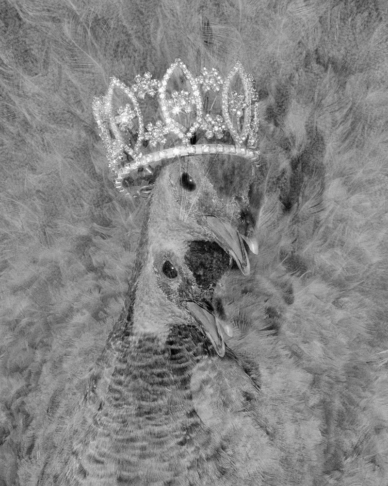 © Alice Poyzer - Princess, 2024