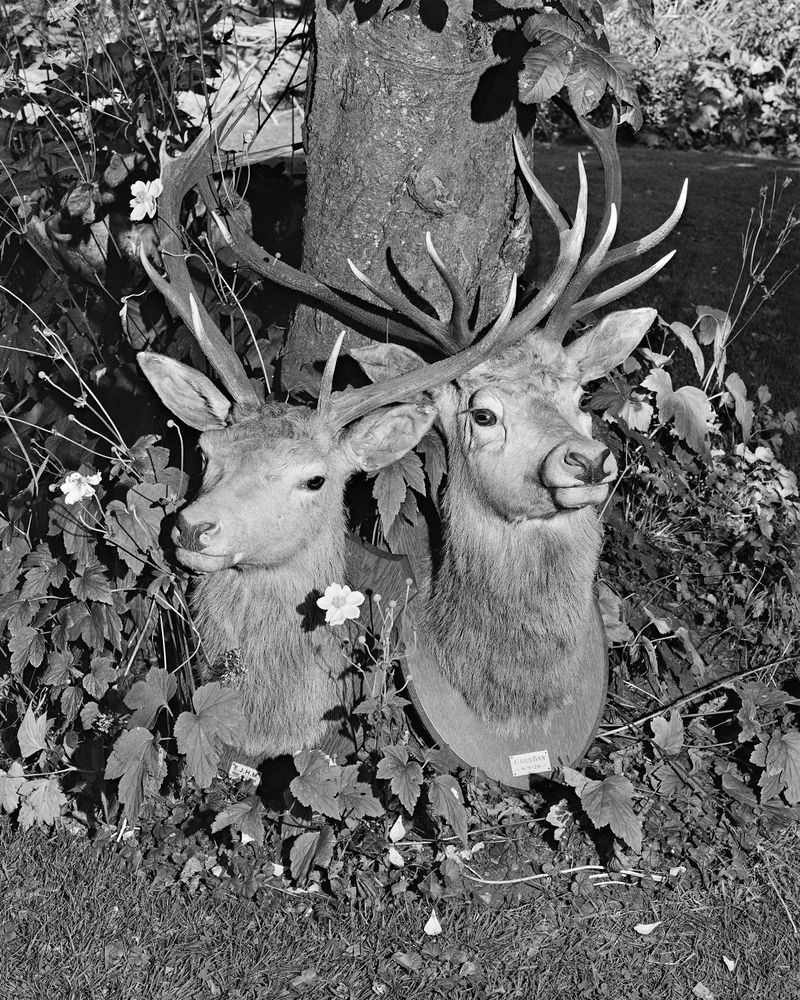 © Alice Poyzer - Untitled, 2024