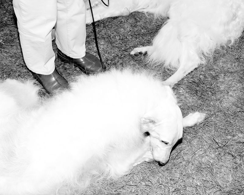 © Alice Poyzer - Untitled, 2024