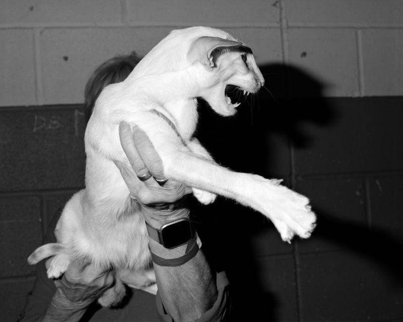 © Alice Poyzer - Kernow Cat Club, 2024