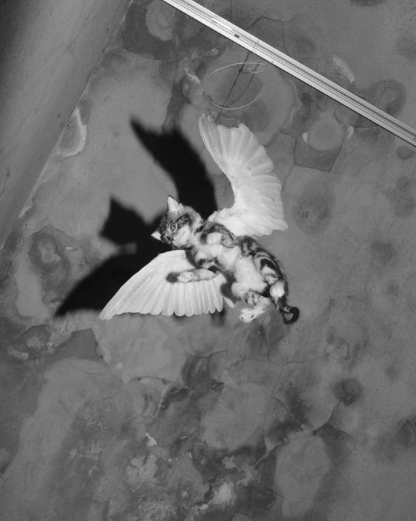 © Alice Poyzer - Untitled, 2024