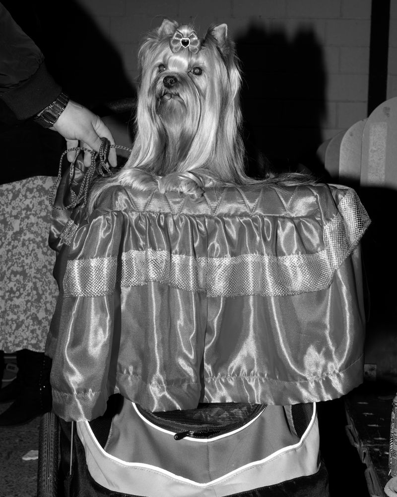 © Alice Poyzer - Untitled, 2024