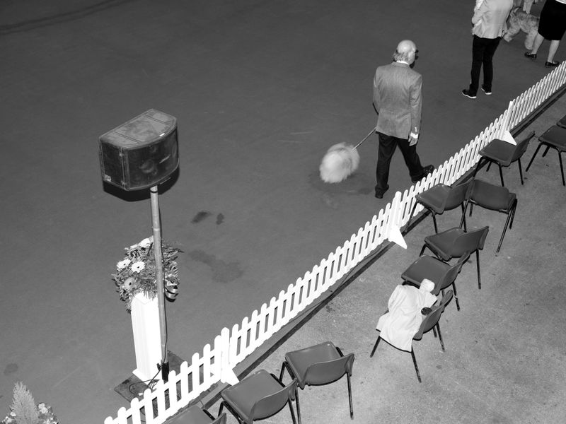 © Alice Poyzer - Toy Group, Manchester Championship Show, 2024