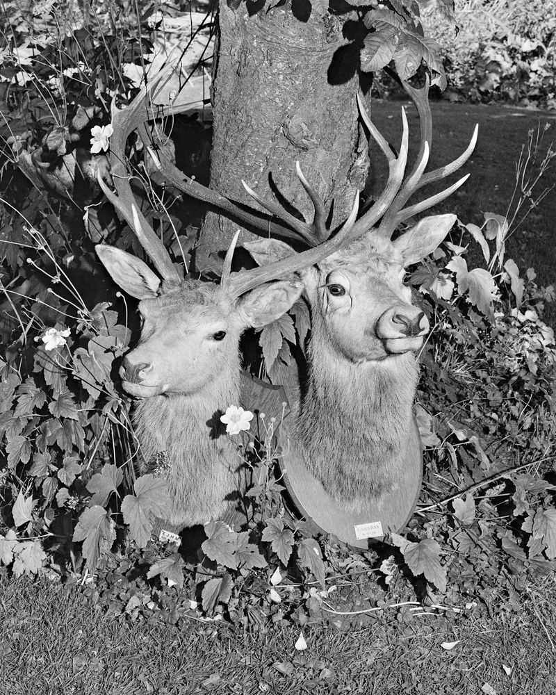 © Alice Poyzer - Twins, 2024