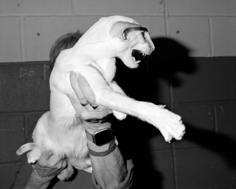 © Alice Poyzer - Kernow Cat Club, 2024