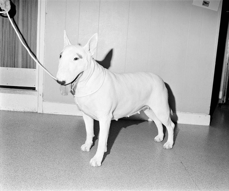 © Alice Poyzer - Vataha The Constellation, 2024