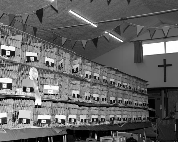 © Alice Poyzer - Untitled, 2024