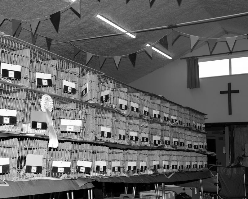 © Alice Poyzer - Untitled, 2024