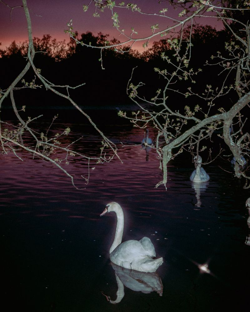 © Yu Zoe Cui - Couple 3 - Swan Lake