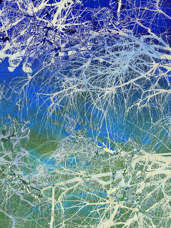 © Matthew Swarts - BRANCHES (Cambridge and Somerville, Massachusetts, 2021-ongoing).