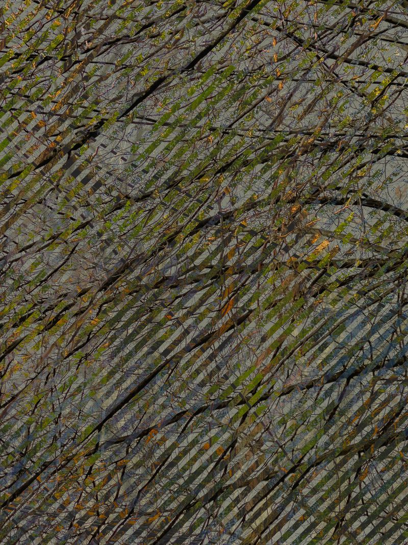 © Matthew Swarts - BRANCHES (Cambridge and Somerville, Massachusetts, 2021-ongoing).