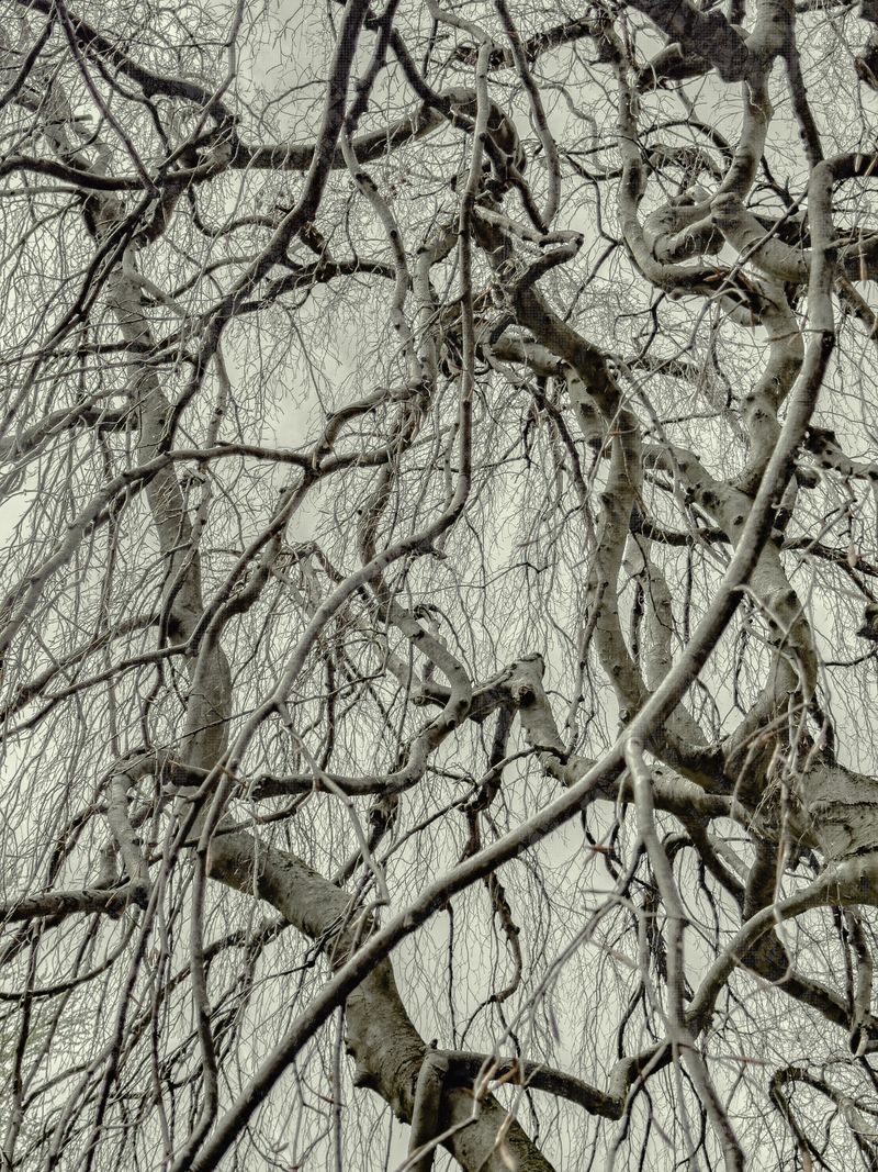 © Matthew Swarts - Image from the BRANCHES photography project