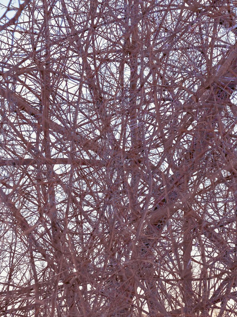 © Matthew Swarts - BRANCHES (Cambridge and Somerville, Massachusetts, 2021-ongoing).