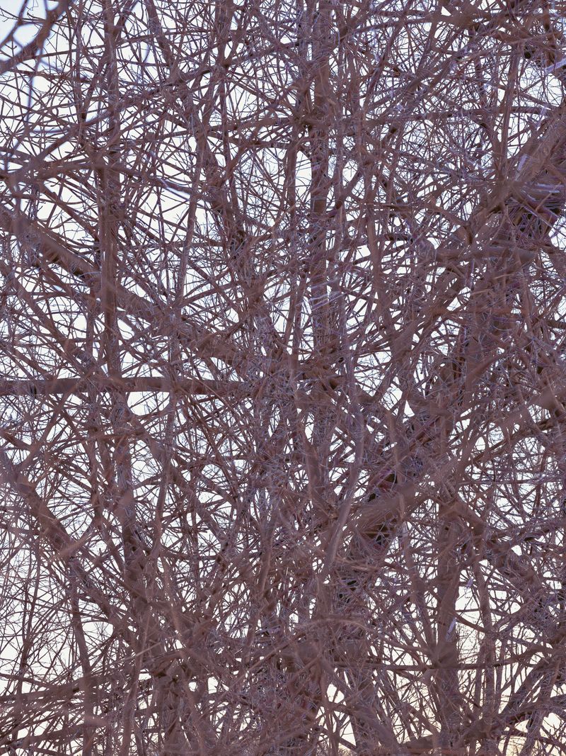 © Matthew Swarts - BRANCHES (Cambridge and Somerville, Massachusetts, 2021-ongoing).