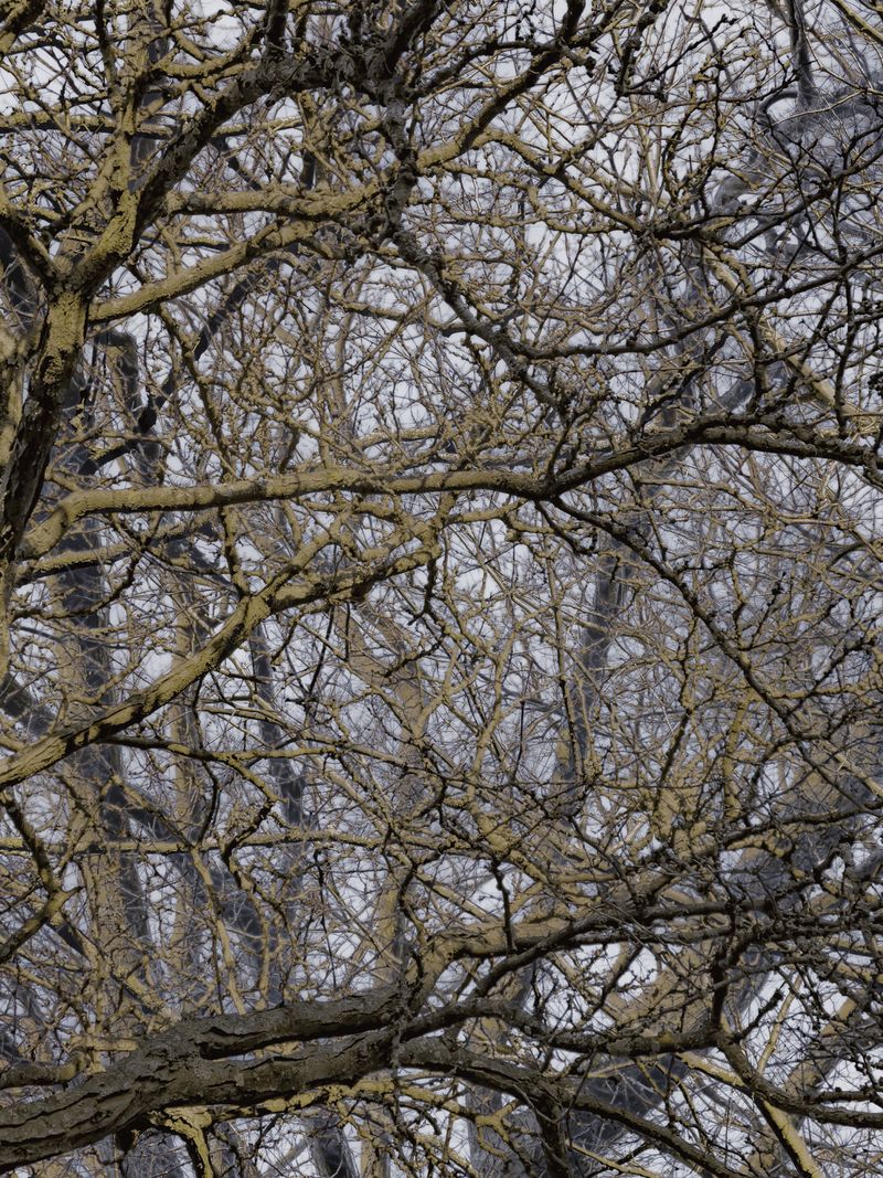 © Matthew Swarts - BRANCHES (Cambridge and Somerville, Massachusetts, 2021-ongoing).