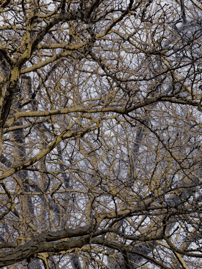 © Matthew Swarts - BRANCHES (Cambridge and Somerville, Massachusetts, 2021-ongoing).
