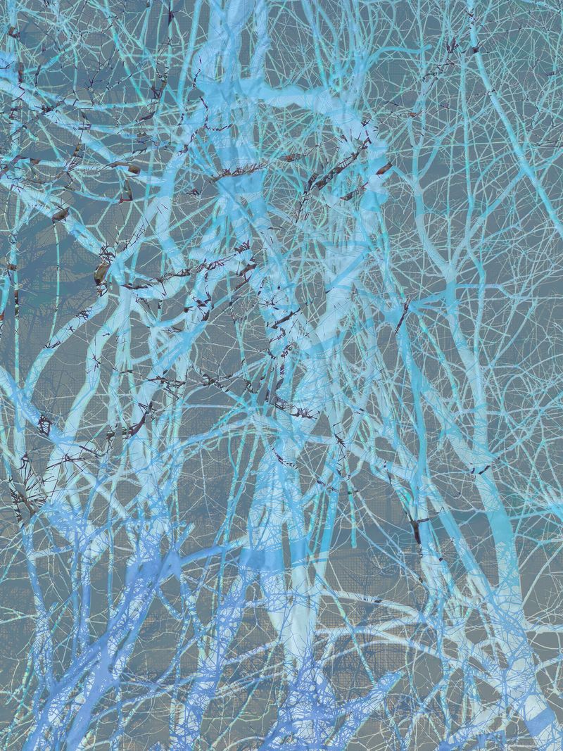 © Matthew Swarts - BRANCHES (Cambridge and Somerville, Massachusetts, 2021-ongoing).