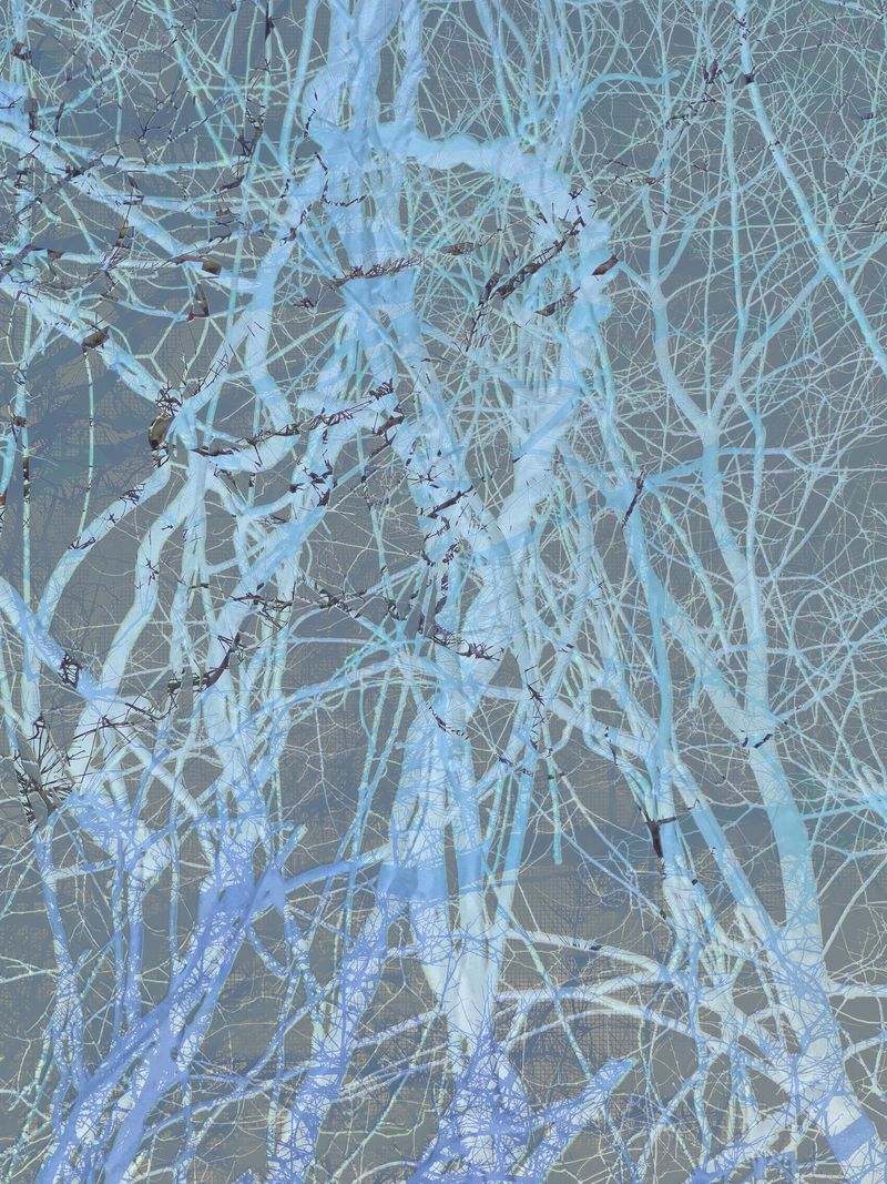 © Matthew Swarts - BRANCHES (Cambridge and Somerville, Massachusetts, 2021-ongoing).