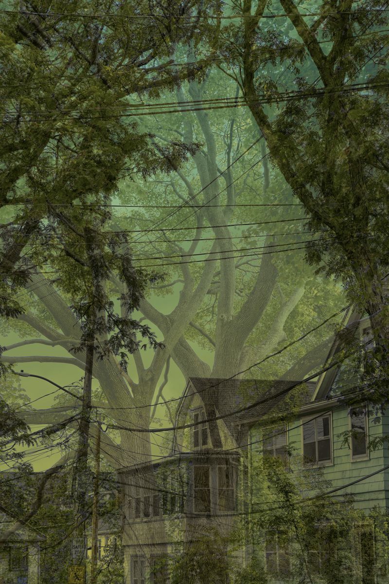 © Matthew Swarts - BRANCHES (Cambridge and Somerville, Massachusetts, 2021-ongoing).