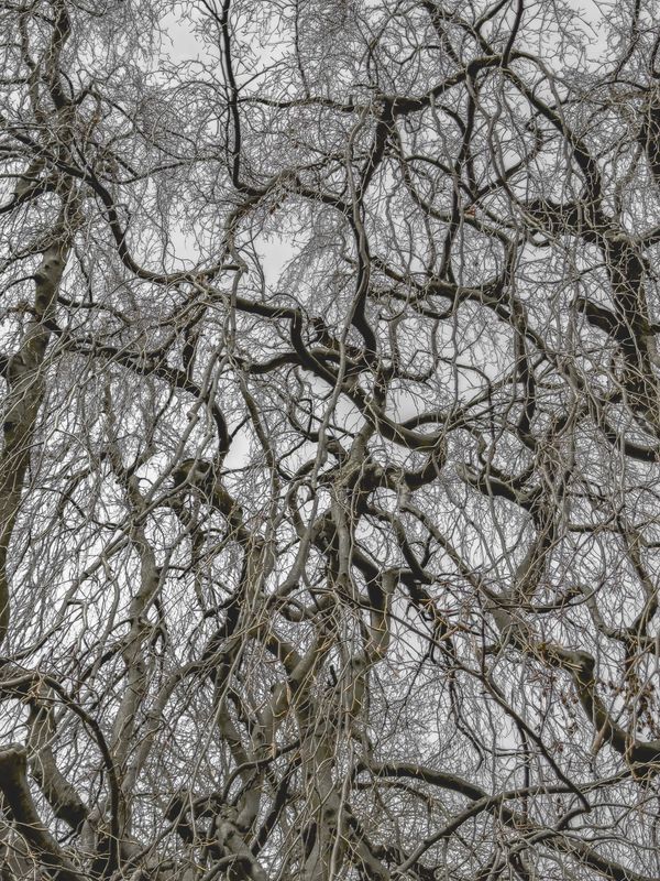 © Matthew Swarts - Image from the BRANCHES photography project