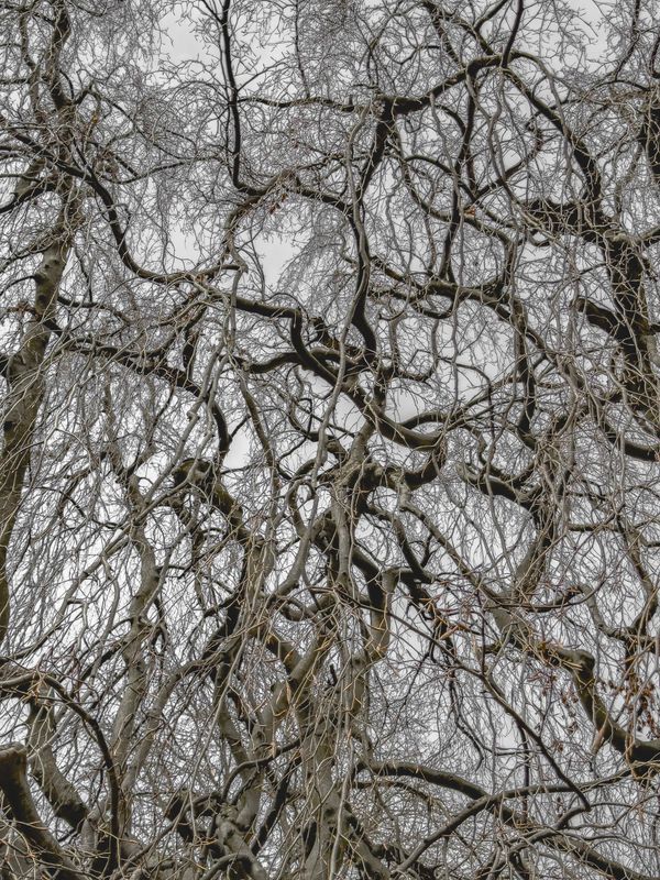 © Matthew Swarts - Image from the BRANCHES photography project