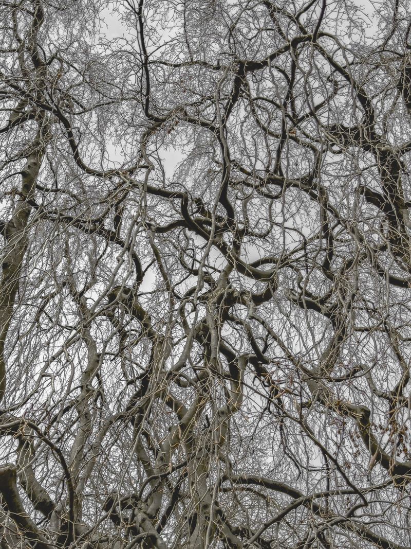 © Matthew Swarts - Image from the BRANCHES photography project