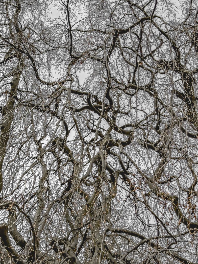 © Matthew Swarts - Image from the BRANCHES photography project