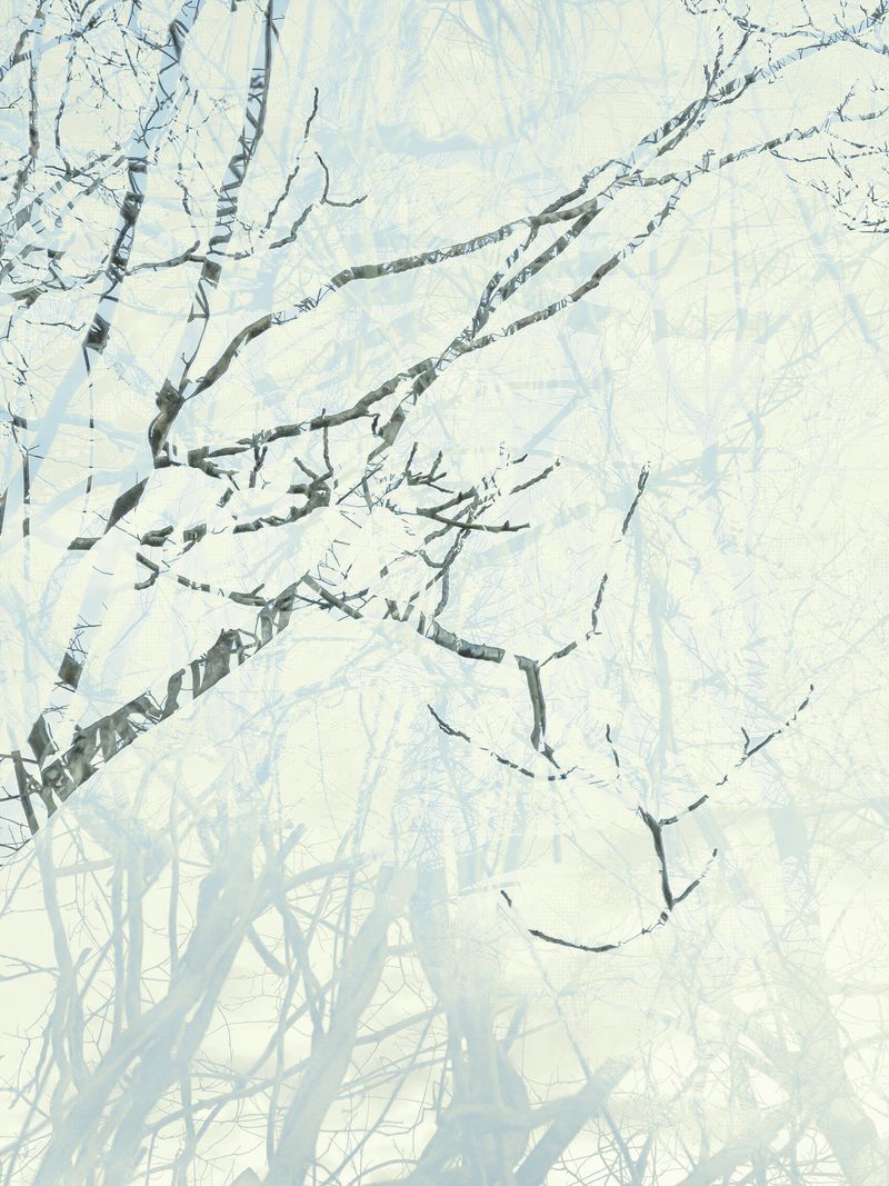 © Matthew Swarts - BRANCHES (Cambridge and Somerville, Massachusetts, 2021-ongoing).