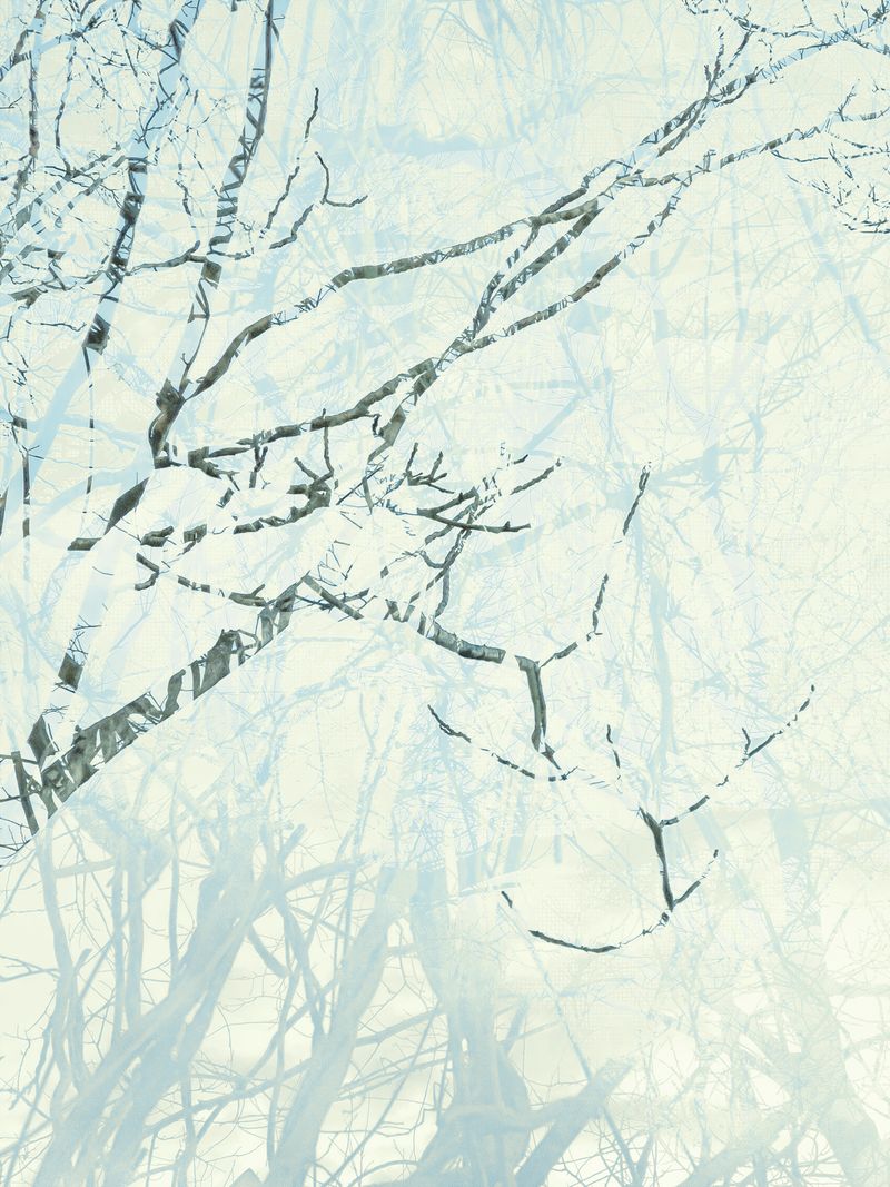 © Matthew Swarts - BRANCHES (Cambridge and Somerville, Massachusetts, 2021-ongoing).