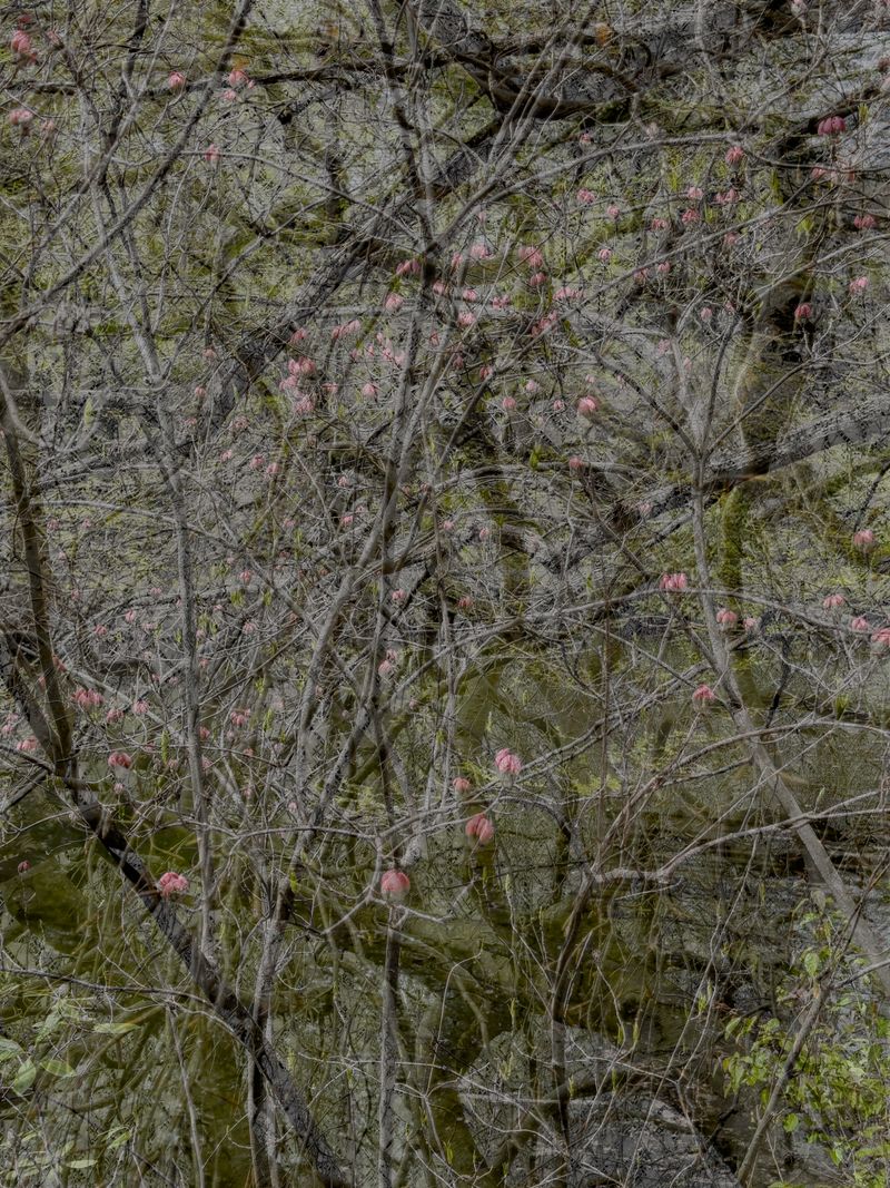 © Matthew Swarts - Image from the BRANCHES photography project