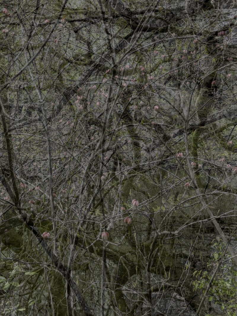 © Matthew Swarts - Image from the BRANCHES photography project