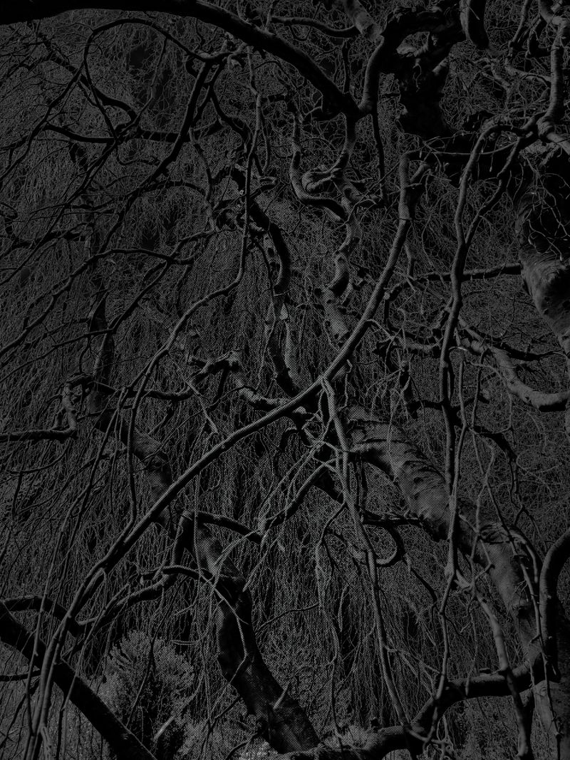 © Matthew Swarts - Image from the BRANCHES photography project