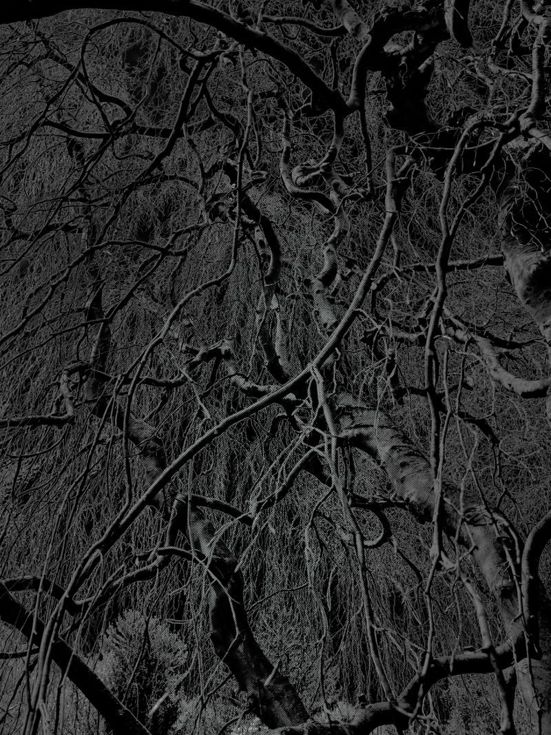 © Matthew Swarts - Image from the BRANCHES photography project