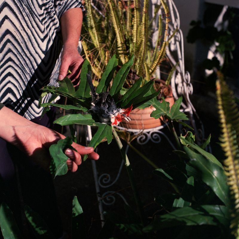 © María García - Image from the Secreto (When the house turned to indigo blue dust) photography project