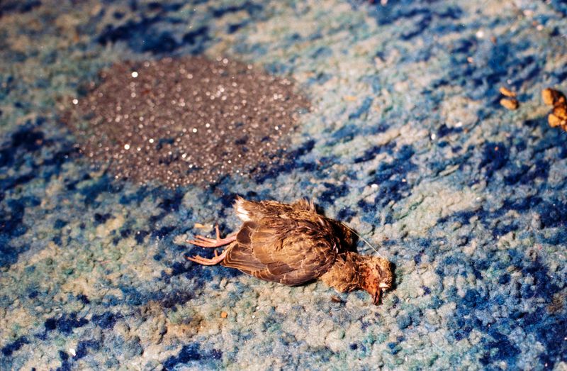 © María García - Image from the Secreto (When the house turned to indigo blue dust) photography project