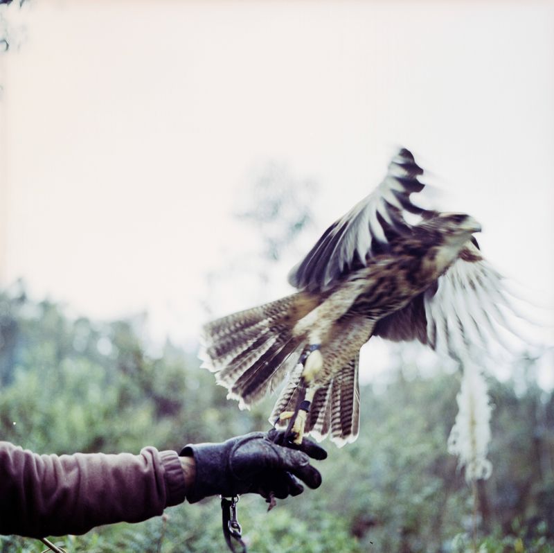 © María García - Sparrowhawk, which was rescued from illegal bird possession, training on how to fly.