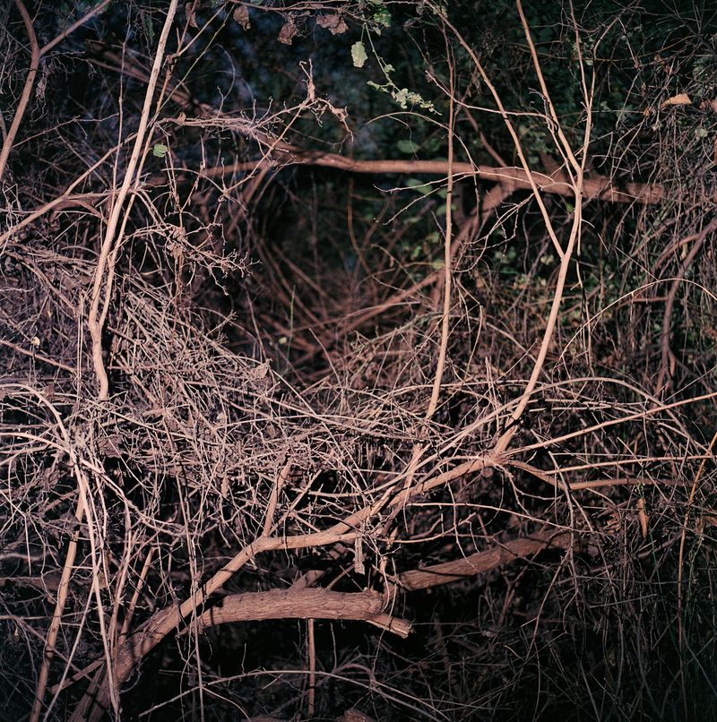 © María García - Looking for nests at night.