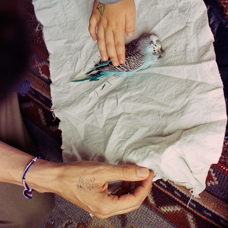 © María García - My son and husband wrapping a bird that died after arriving to my home in abad condition.