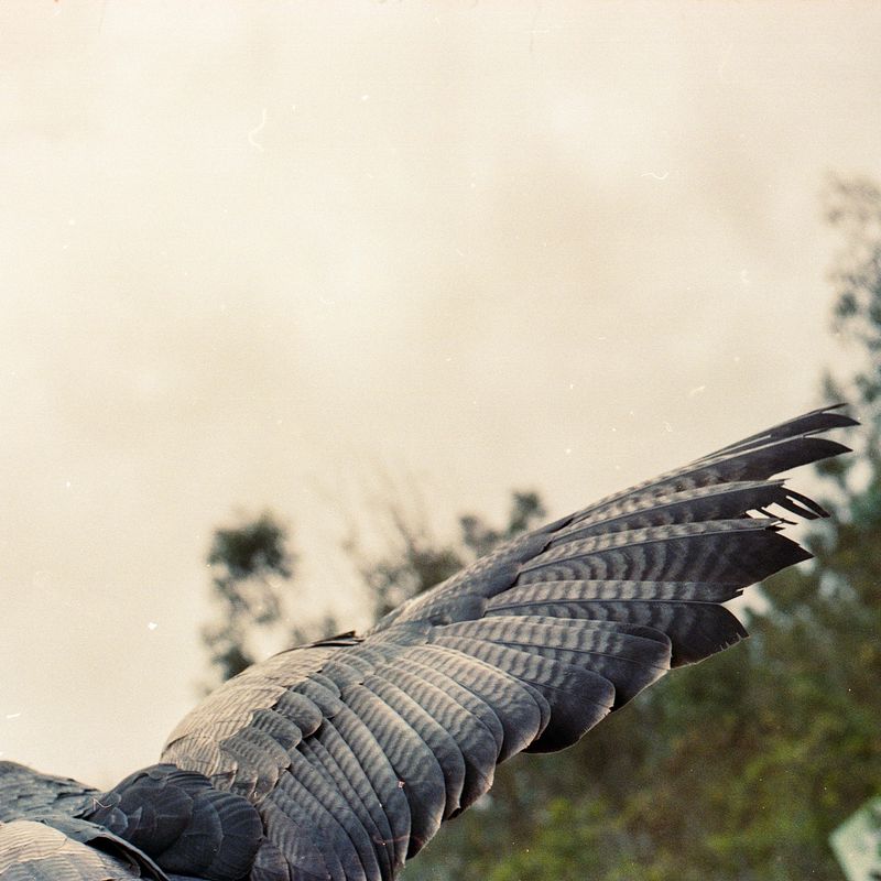 © María García - A sparrowhawk flying.
