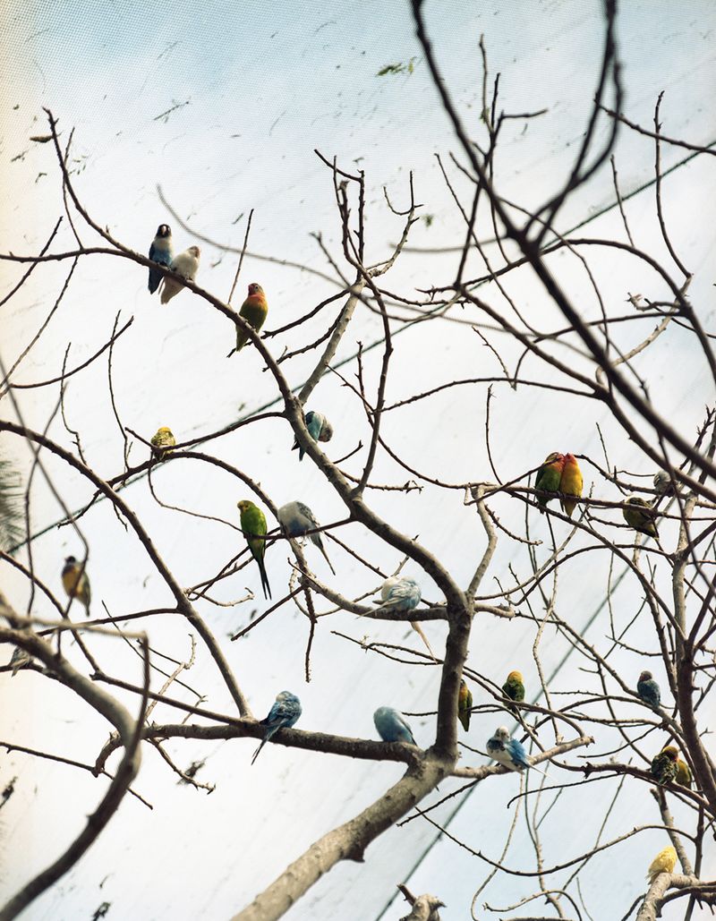 © Ana Lía Orézzoli - Pájaros