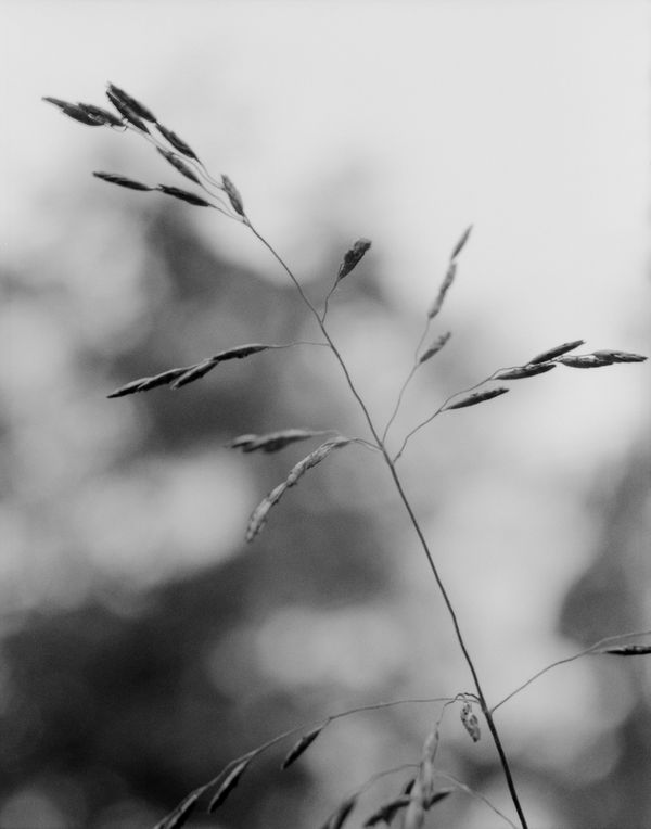 © Donavon Smallwood - Image from the Languor photography project