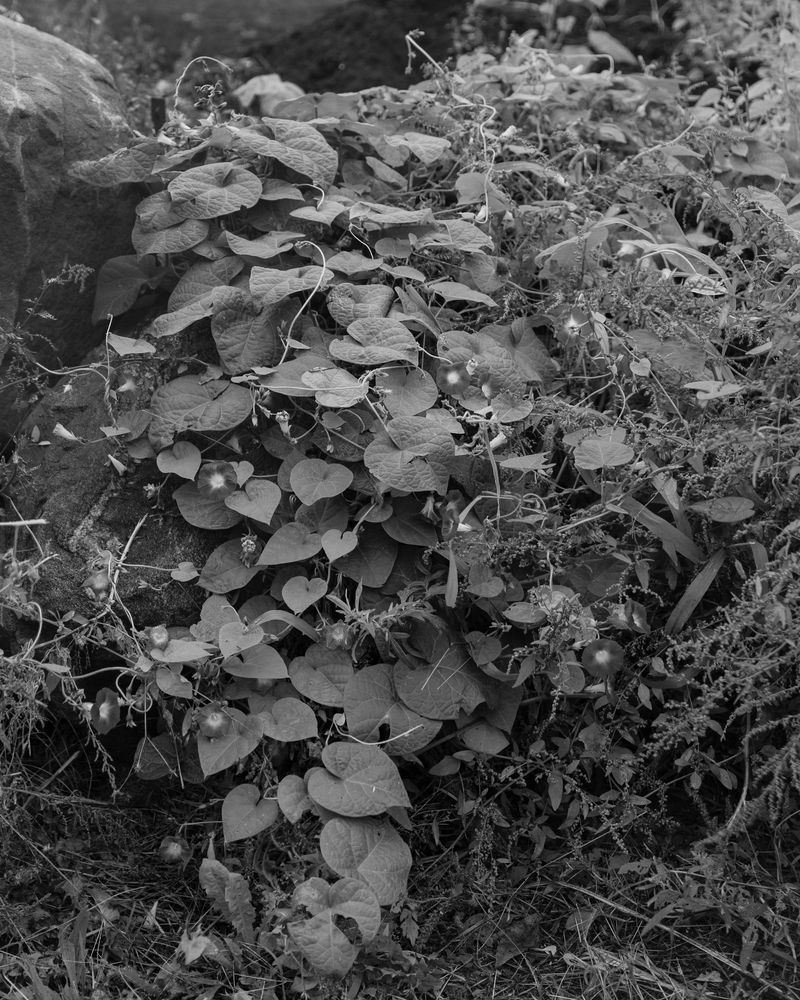 © Donavon Smallwood - Image from the Languor photography project