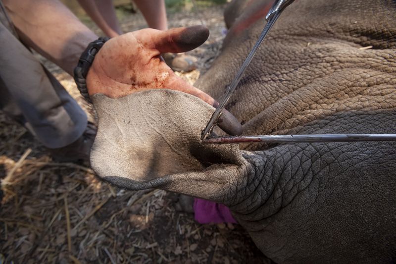 © Neil Aldridge - Image from the The Return of the Rhino photography project