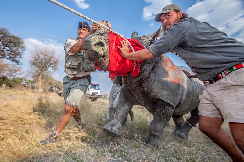 © Neil Aldridge - Image from the The Return of the Rhino photography project