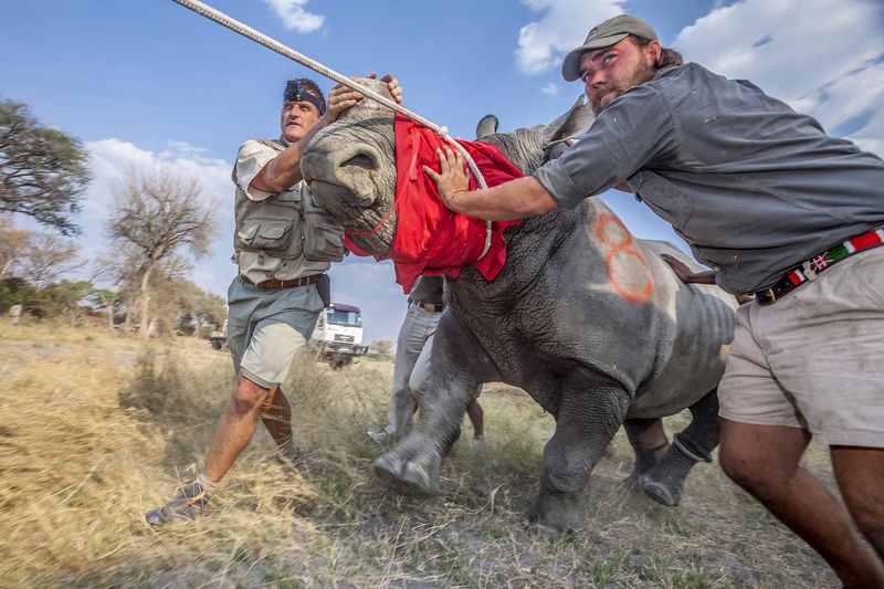 © Neil Aldridge - Image from the The Return of the Rhino photography project