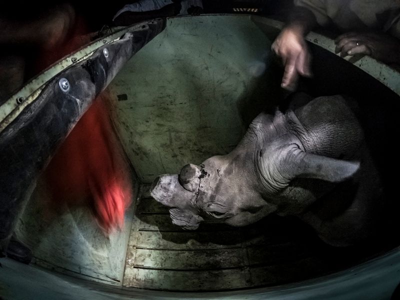 © Neil Aldridge - Image from the The Return of the Rhino photography project