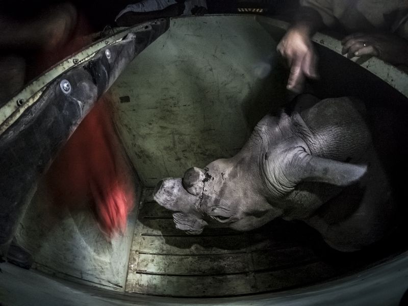 © Neil Aldridge - Image from the The Return of the Rhino photography project