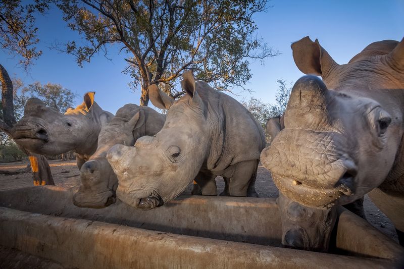 © Neil Aldridge - Image from the The Return of the Rhino photography project